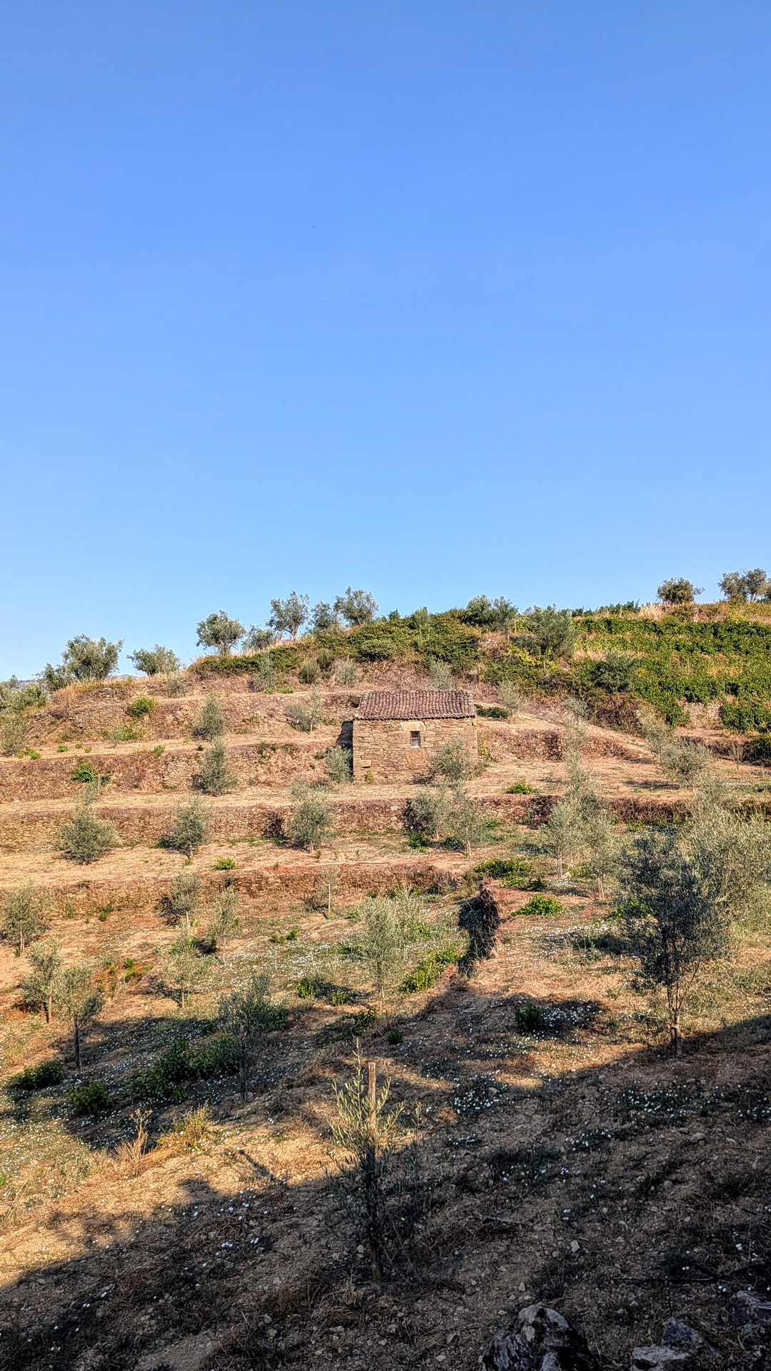 Fontela Olive Grove